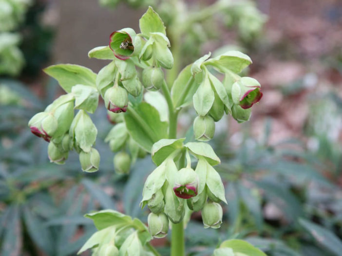 Helleborus foetidus (Stinking Hellebore)