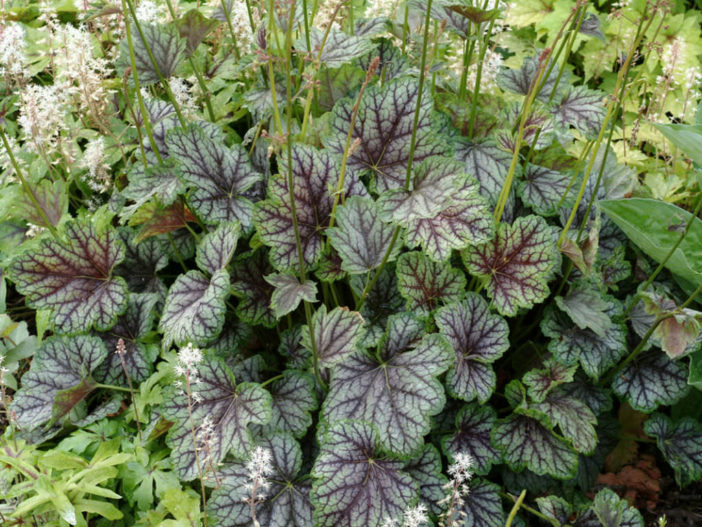 Heuchera americana (American Alumroot)