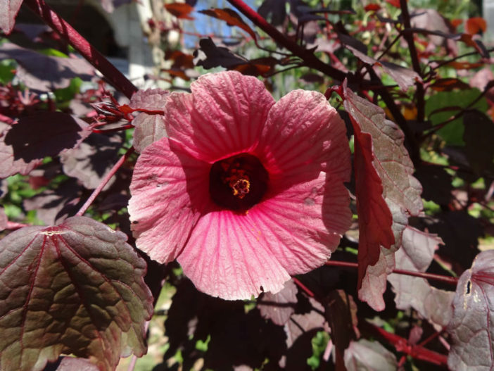 Hibiscus acetosella (Cranberry Hibiscus)