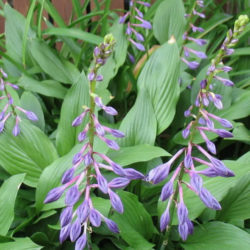 Hosta clausa (Plantain Lily) - World of Flowering Plants