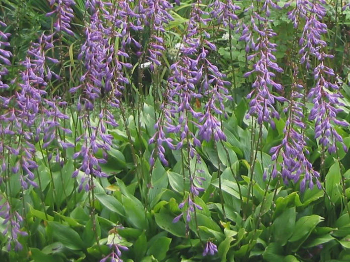 Hosta clausa (Plantain Lily) - World of Flowering Plants