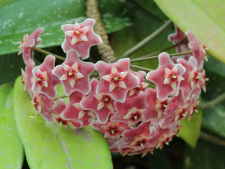 Hoya pubicalyx 'Pink Silver' - World of Flowering Plants