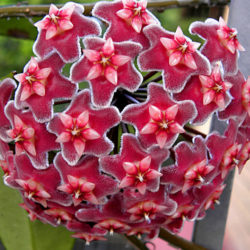 Hoya pubicalyx 'Pink Silver' - World of Flowering Plants