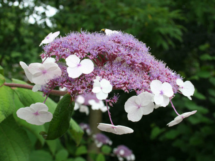 Hydrangea aspera (Rough-leaved Hydrangea)