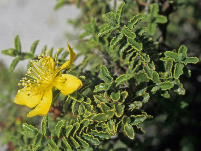 Hypericum balearicum (Majorca St. John's Wort)