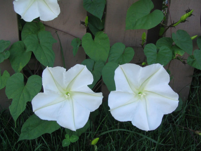 Ipomoea alba (Moonflower)