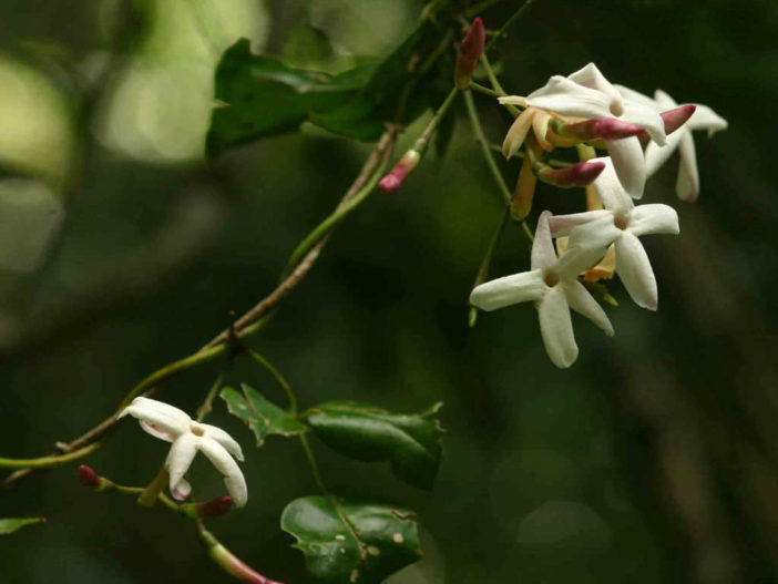 Jasminum abyssinicum (Forest Jasmine)