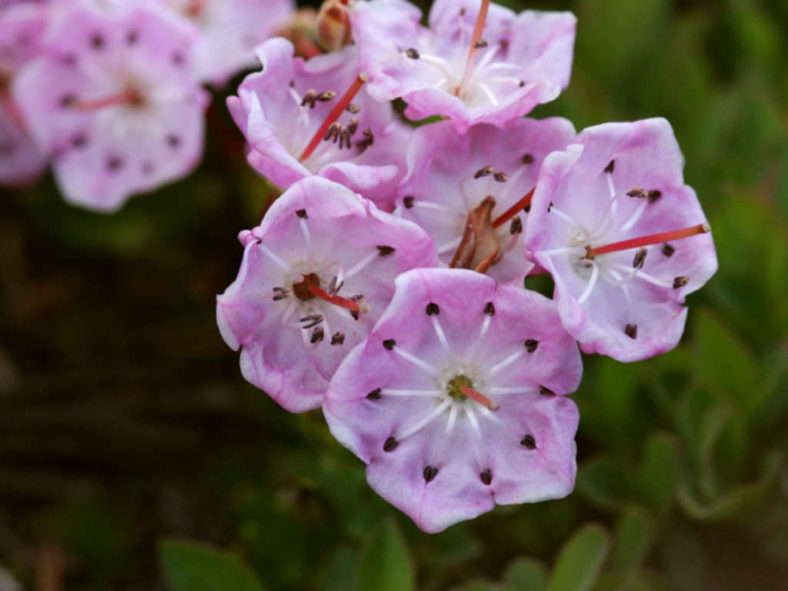 Kalmia microphylla (Alpine Laurel)