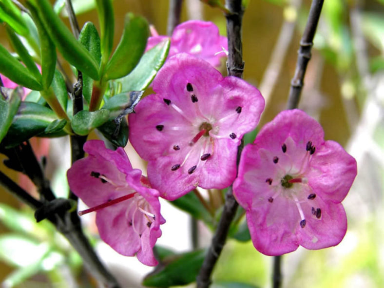 Kalmia microphylla (Alpine Laurel)