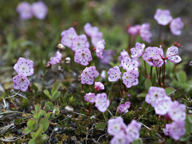 Kalmia microphylla (Alpine Laurel)