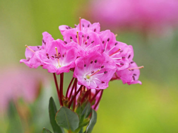 Kalmia microphylla (Alpine Laurel)