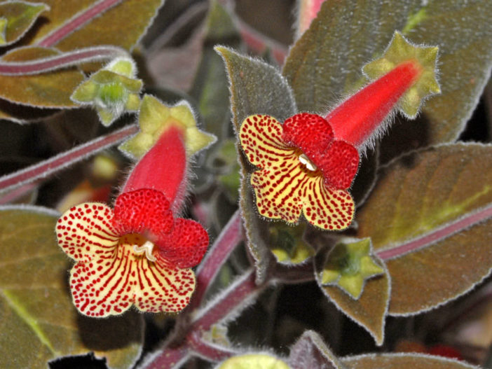 Kohleria amabilis var. bogotensis (Tree Gloxinia)