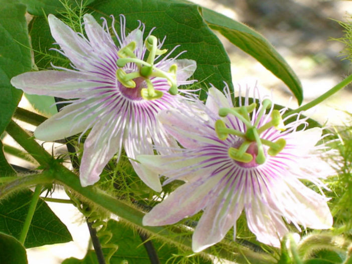 Passion Flowers