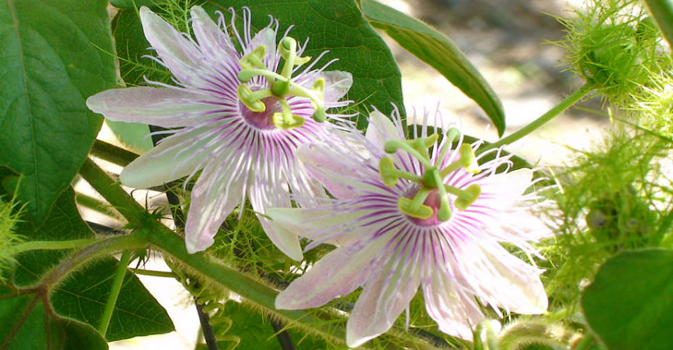 How to Propagate Passion Flowers - World of Flowering Plants