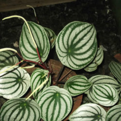 Peperomia argyreia (Watermelon Peperomia) - World of Flowering Plants