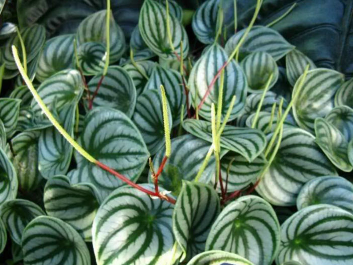 Peperomia argyreia (Watermelon Peperomia)