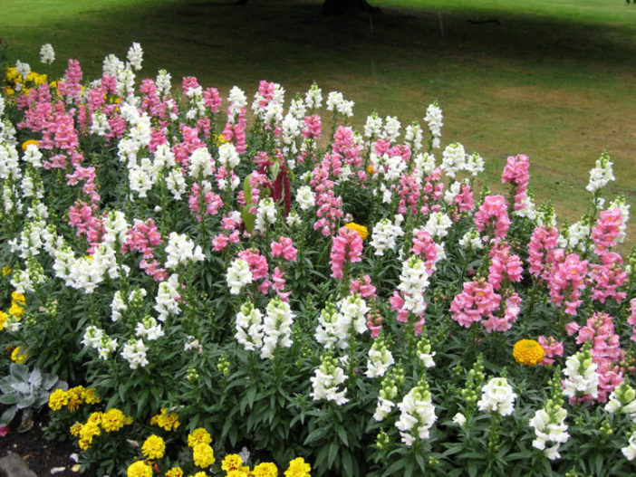 Grow and Care Snapdragons