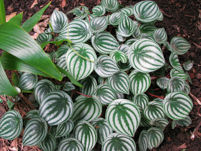 How to Grow and Care for a Watermelon Peperomia | World of Flowering Plants