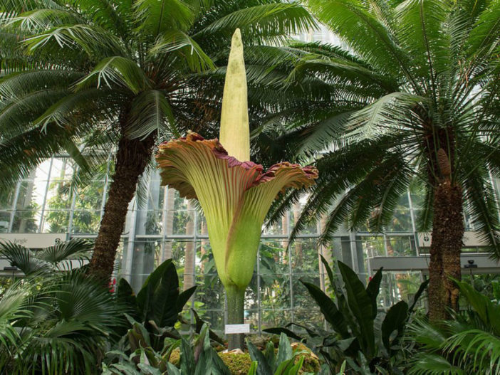 Amorphophallus titanum (Titan Arum)