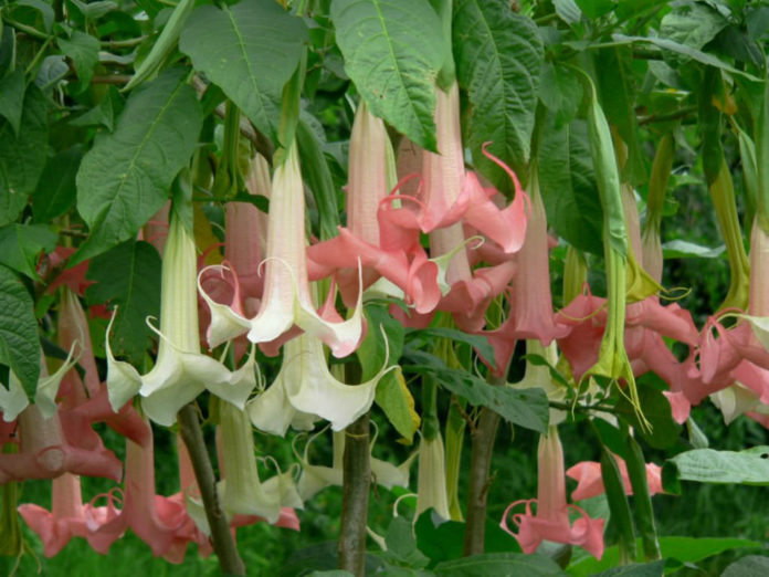 How to Grow and Care for Angel's Trumpets (Brugmansia) World of Flowering Plants