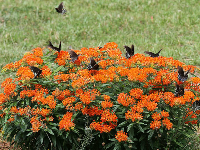 Asclepias tuberosa (Butterfly Weed)