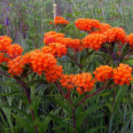 Asclepias tuberosa (Butterfly Weed) - World of Flowering Plants