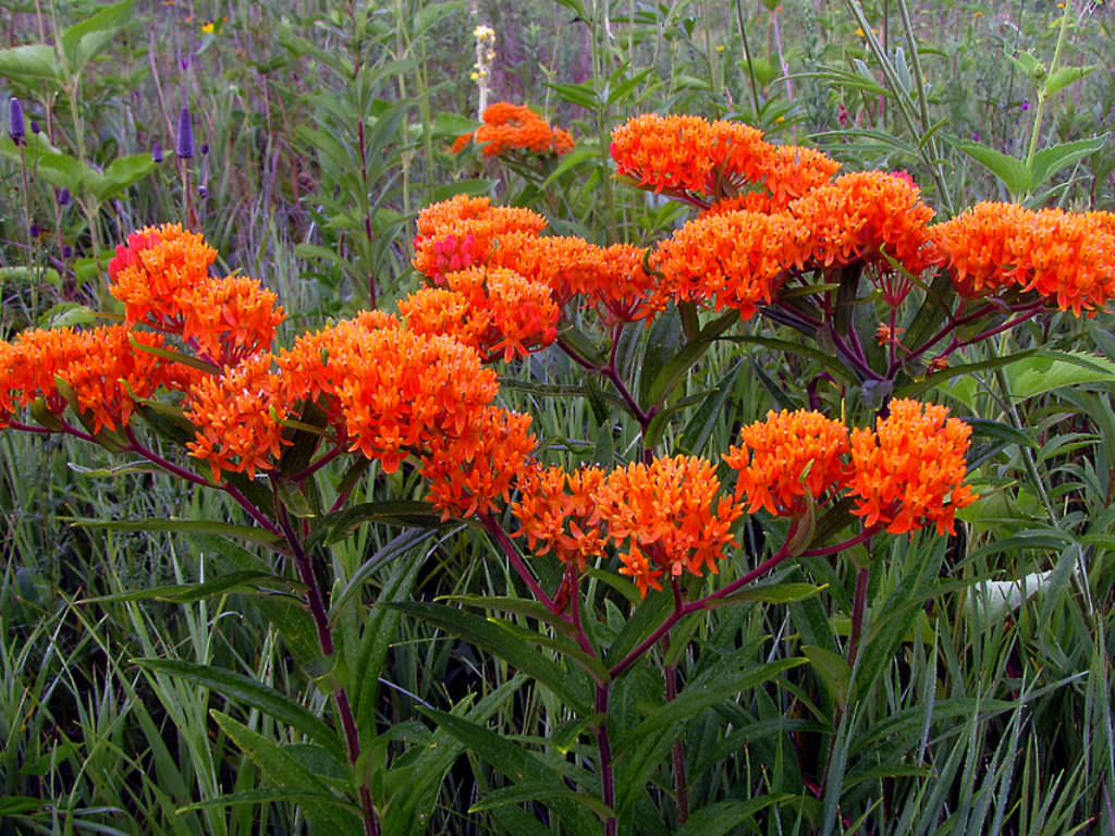 butterfly asclepias tuberosa weed via flickr