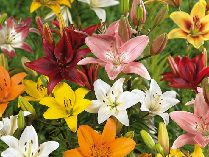 Grow and Care Asiatic Lilies