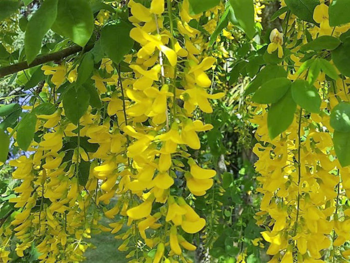 Laburnum x watereri 'Vossii' (Golden Chain Tree)