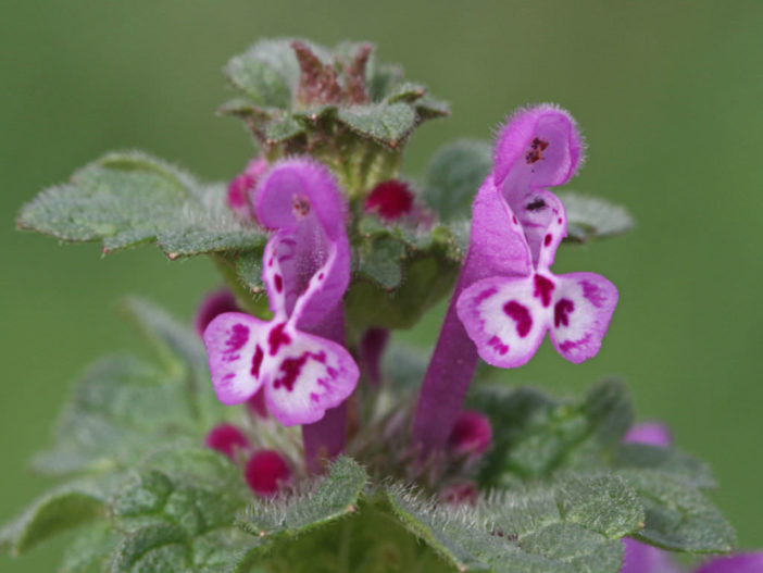 Lamium amplexicaule (Henbit Dead-nettle)