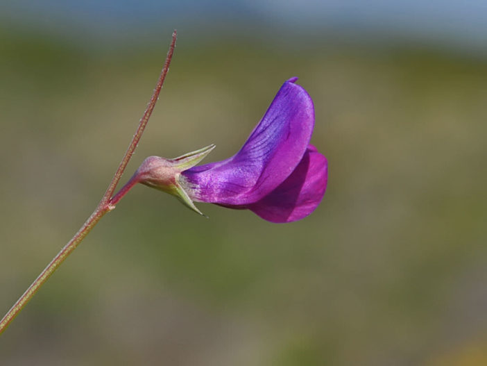 Lathyrus angulatus (Angled Pea)