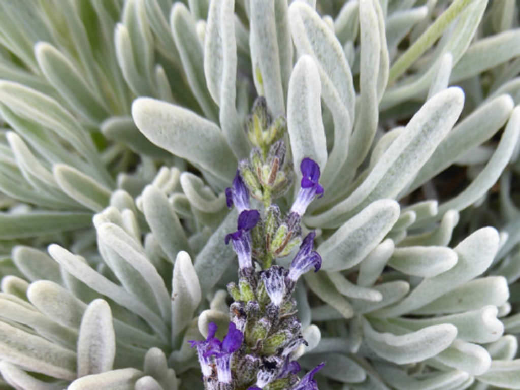 Lavandula lanata (Woolly Lavender) - World of Flowering Plants