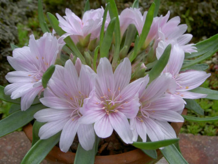 Lewisia brachycalyx (Short Sepaled Lewisia)