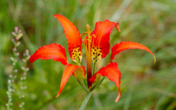 Lilium catesbaei (Catesby’s Lily) Lilium catesbaei (Catesby's Lily)