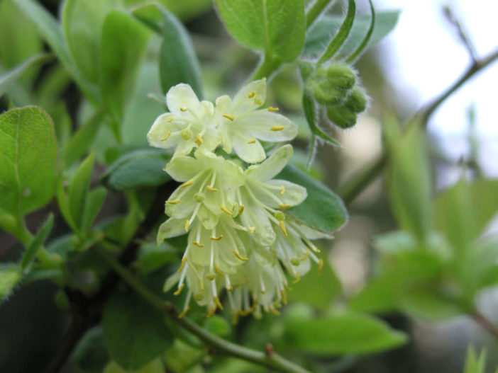 Lonicera caerulea (Blue Honeysuckle)