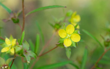 Ludwigia alternifolia (Seedbox) Ludwigia alternifolia (Seedbox)