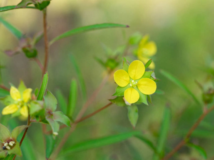 Ludwigia alternifolia (Seedbox)