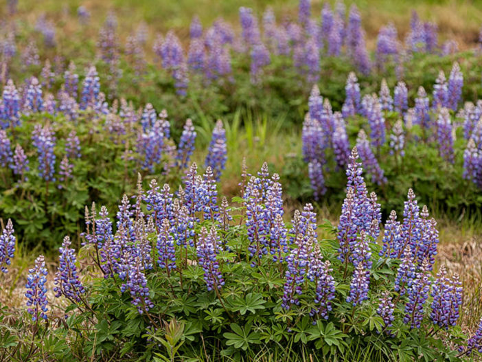 Lupinus perennis (Wild Lupine)