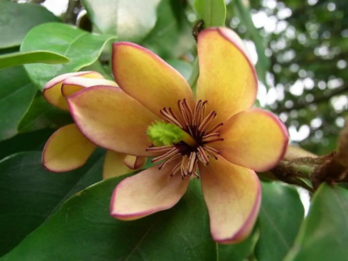 Magnolia figo (Banana Shrub)