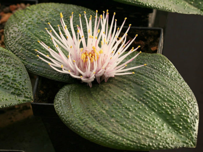 Massonia pustulata (Blistered Massonia)