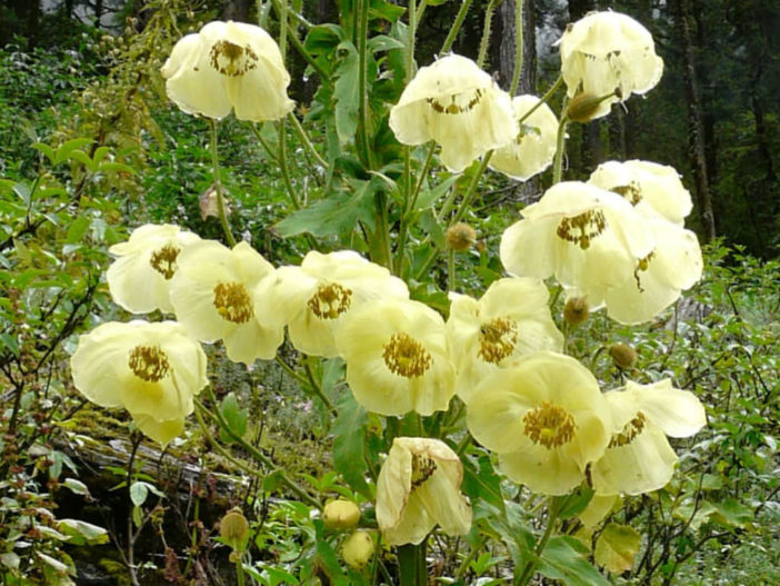 Meconopsis autumnalis (Nepalese Autumn Poppy)