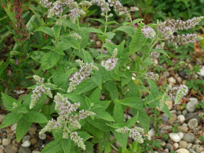 Mentha longifolia (Horse Mint)