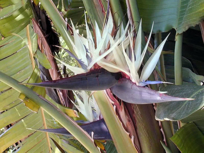 Strelitzia nicolai (Giant White Bird of Paradise)