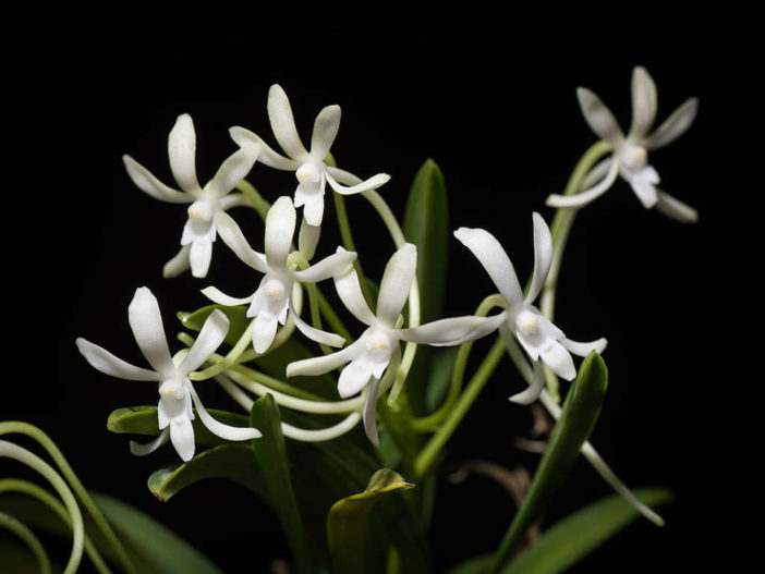 Vanda falcata (Wind Orchid)