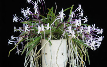 How to Grow and Care for a Wind Orchid Wind Orchid