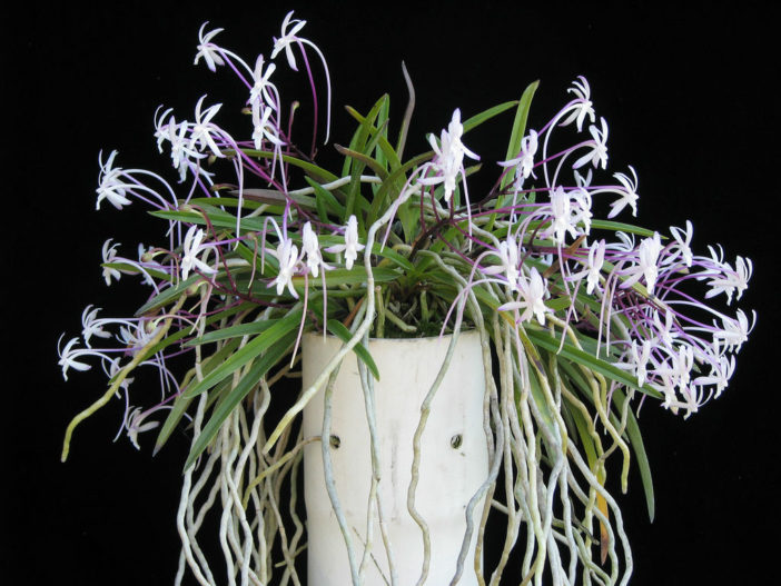 Grow and Care Wind Orchid