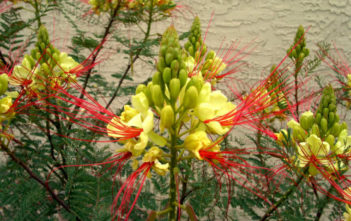 Caesalpinia gilliesii (Bird of Paradise Bush) Caesalpinia gilliesii (Bird of Paradise Bush)