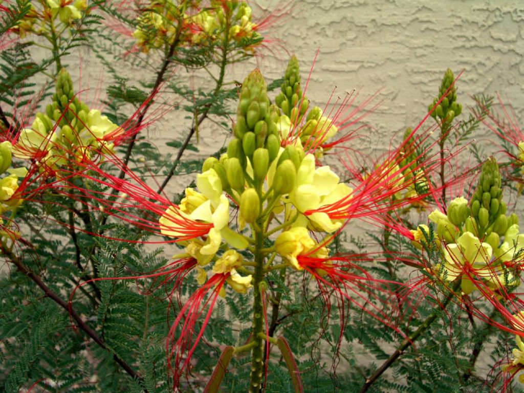 Bird Of Paradise Bush Desert