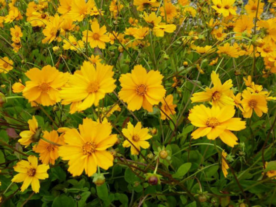 Coreopsis auriculata 'Elfin Gold' - World of Flowering Plants