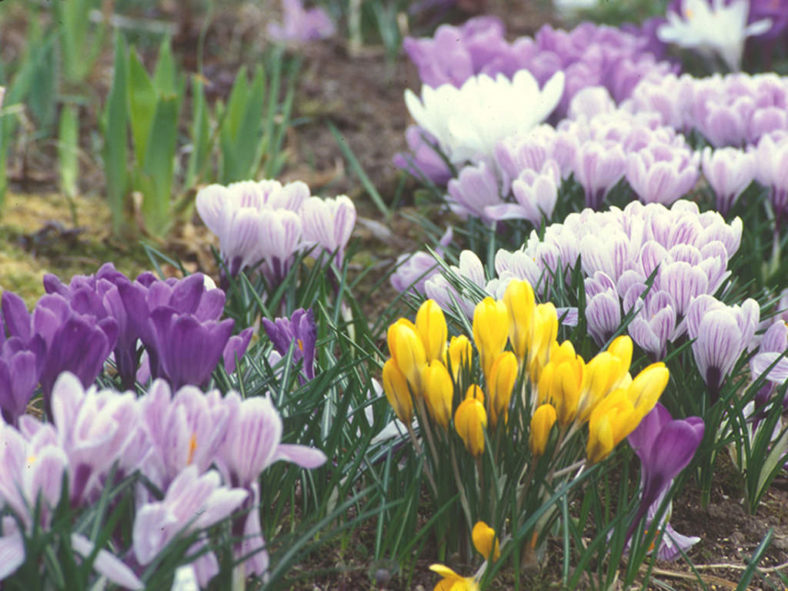 Crocus vernus (Dutch Crocus)